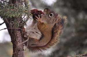 에드먼턴, 앨버타에서 견과류를 먹는 모습