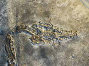 표본 PIMUZ T 4831의 두개골과 목의 작은 부분