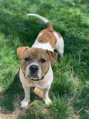 수컷 흰색과 얼룩무늬 아메리칸 스태퍼드셔 테리어