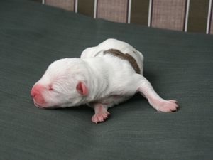 태어난 지 얼마 안 된 아메리칸 스태퍼드셔 테리어 강아지