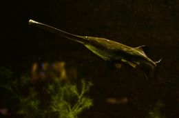 수족관에서 사육중인 개체