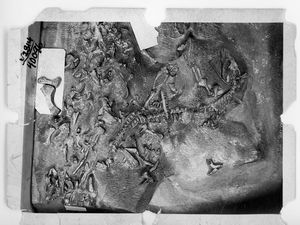 Aerosaurus wellesi의 화석 블록