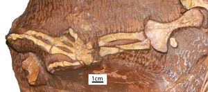 아에로사우루스 웰레시의 앞다리