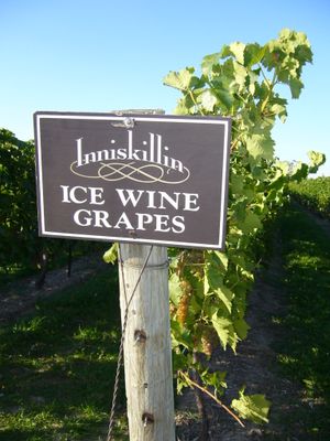 Inniskin의 아이스 와인 포도밭. 이 와이너리는 1984년 상업적 목적으로 아이스 와인을 생산한 캐나다 최초의 와이너리였다.