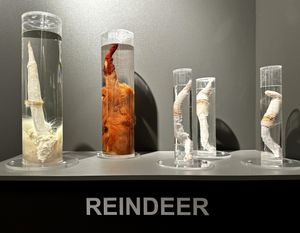 박물관에 전시된 순록의 음경