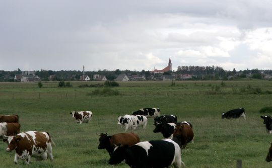 노야지 아크메네 옆의 목초지