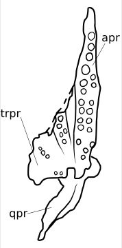 익상골의 다이어그램, 많은 줄의 구개 치아를 보여줌