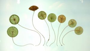 국립과학박물관에 전시된 아체타불라리아 류큐엔시스의 표본