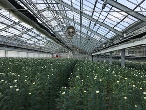 전조국(電照菊) 하우스