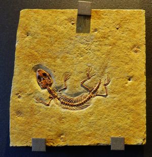 유라 박물관(Jura Museum)의 E. schroederi 모식 표본, 아이히슈테트