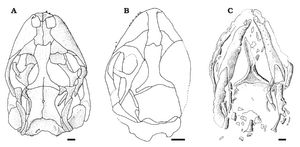 E. schroederi (A), 이름 없는 스페인 표본(B), E. gouldi (C)의 두개골 비교