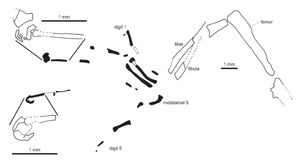 발톱이 부러진 모습을 확대한 E. gouldi의 발