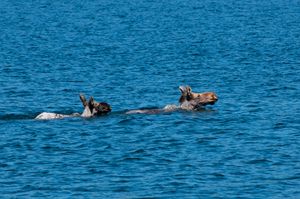 아일 로열에서 수영하는 무스