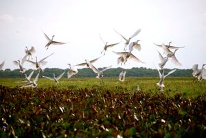 하토 엘 세드랄, 아푸레주