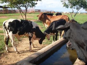 산타 로사 데 카파나파로, 아푸레 주