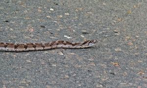 Dasypeltis scabra, 측면의 융기 비늘, 전형적인 색상, 그리고 목 부위의 V자형 표시 위치를 보여준다.