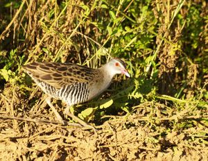 남아프리카 공화국에서