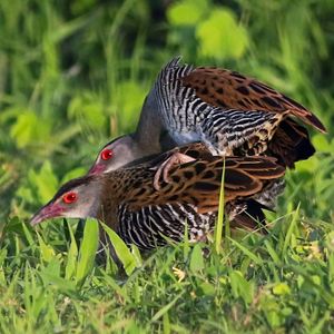 초베 국립공원에서 교미하는 한 쌍