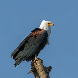 에티오피아 지웨이호에 사는 아프리카바다수리
