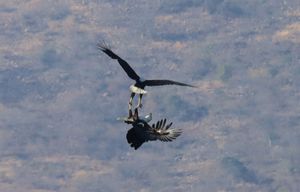 공중에서 발톱을 맞물고 있는 모습. 짐바브웨에서.