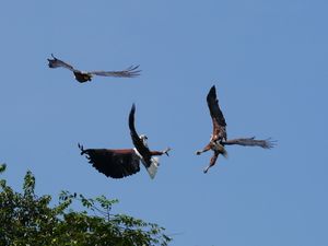 우간다에서 촬영된 세 마리의 아프리카바다수리