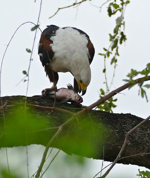 남아프리카 공화국의 크루거 국립공원에서 먹이를 먹고 있는 아프리카바다수리