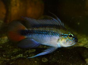 아피스토그람마 에리트루라, 수컷