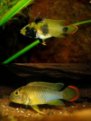 아피스토그람마 니제니, 암컷과 수컷