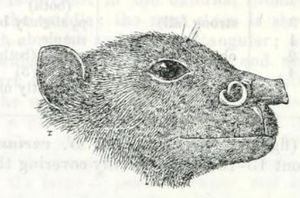 길고 튜브 모양의 콧구멍의 예시, 악령관코과일박쥐속의 Nyctimene major에서 볼 수 있다.