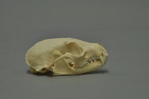 알락꼬리고양이의 두개골