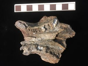 알레오돈 하악, 송곳니 후열 패턴과 긴 골질 이차 구개(secondary palate)를 보여줌.