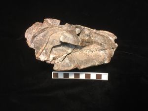 알레오돈 두개골 측면도.