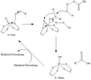 활성 부위에서의 AOR 메커니즘.