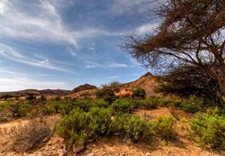 알리사비에 지역에서 풀을 뜯는 낙타