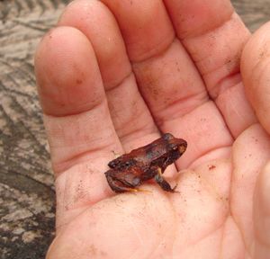 유프소푸스 로세우스