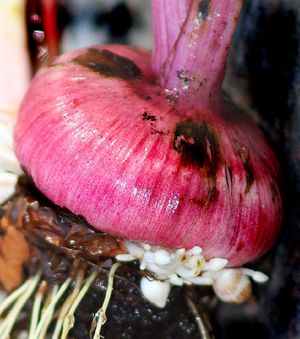 글라디올러스 알줄기, 짧은 포복경 끝에 작은 알줄기가 형성됨