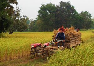 논응암 마을 파툼랏차웡사군의 수확