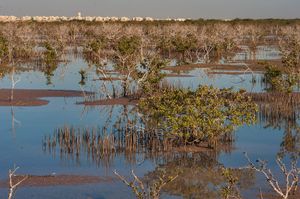 본토를 바라보는 알 코르 섬의 맹그로브 (아비센니아 마리나)
