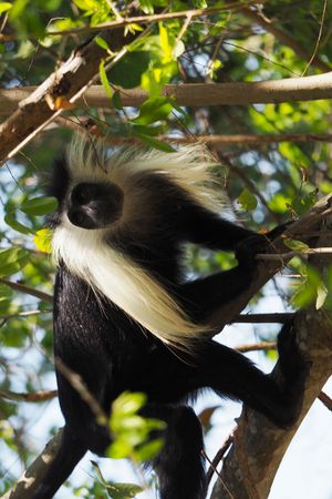 탄자니아의 셀루스 게임 보호구역에서 촬영된 탄자니아검은흰콜로부스(Colobus angolensis subsp. palliatus)