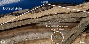암피우마 혈관 조직을 보여주기 위해 확대된 암피우마 폐의 일부.