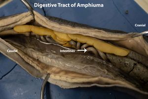 암피우마 소화관. 퍼시픽 루터란 대학교 자연사 컬렉션의 표본, 해부 및 사진은 Misty Lang과 Nina Thach가 촬영.