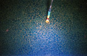 쿡 제도 해안의 망간 단괴 층