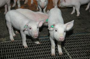 돼지우리 안의 새끼 돼지