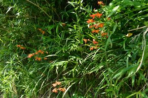 야생화되어 숲 가장자리에서 군생하고 있는 애기범부채