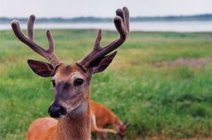 흰꼬리사슴 (포르메니에)