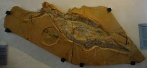 블루버의 흔적이 있는 표본, 유라-박물관 아이히슈테트