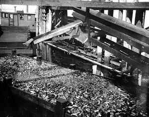 애나코티스 통조림 공장에서 스코로 버려지는 생선 내장, 1917년