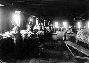 로빈슨 어업 회사에서 대구 껍질을 벗기는 작업자들