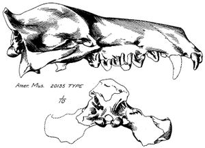 A. mongoliensis의 완모식표본 두개골 삽화