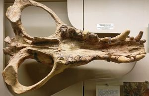 아래에서 본 A. mongoliensis의 홀로타입 두개골 주형